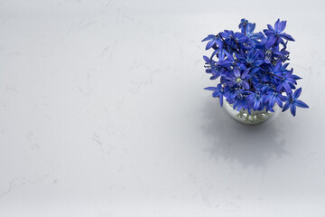 Spring blue wild flowers Scilla in vase on Noble Carrara quartz counter