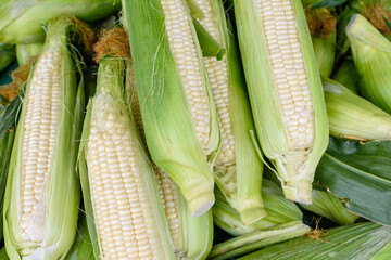 White corn for sale
