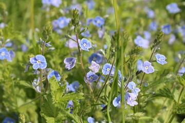 Green meadow with small blue flowers. Flowers of germander speedwell (Veronica chamaedrys)