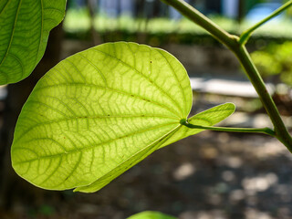 Green leaf with blur background.