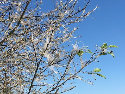 One Green Leaf on Tree dead by Ermine / Processionary Moth