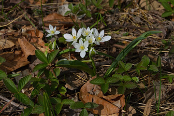 The closeup of bright flowers Ornithogalum known as the Star-of-Bethlehem, the beautiful white star-shaped flowers in early spring.