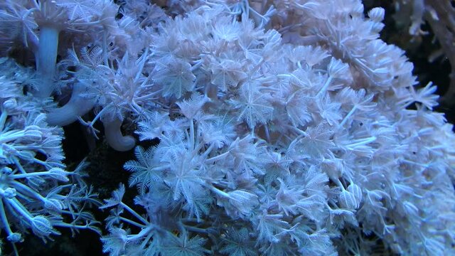 Coral reef, Underwater life,