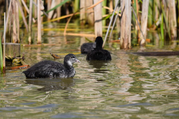 Older coot duckling swimming amongst the lake reeds