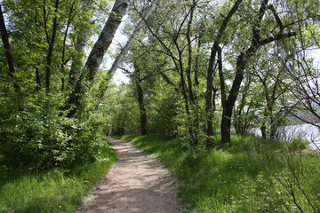 Fototapeta premium Spring path