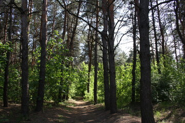 path through the forest 