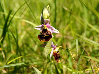 Bienen-Ragwurz eine wilde Orchidee blüht auf Magerwiese