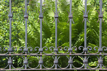 Fern leaves on old fence