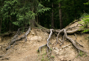 Roots of tree in forest. Slovakia