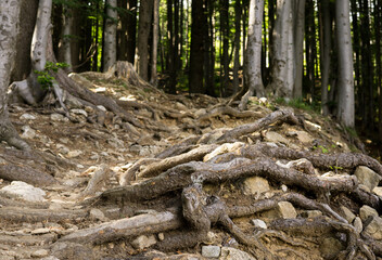 Roots of tree in forest. Slovakia