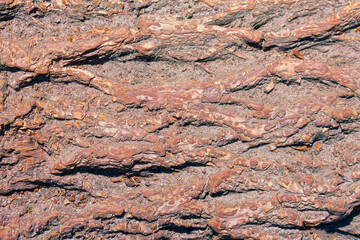 Bark Tree Texture