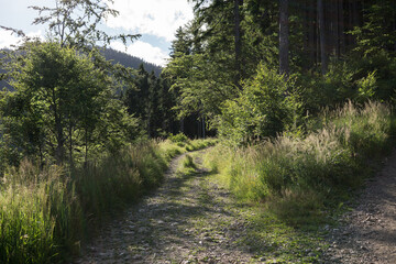 Magic trees and paths in the forest. Slovakia