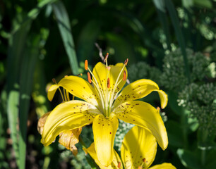 Yellow flower in nature. Slovakia