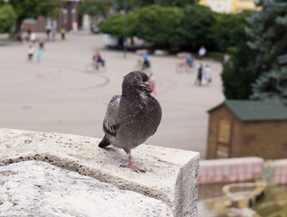 Pigeons in the town. Slovakia