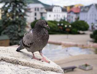 Pigeons in the town. Slovakia