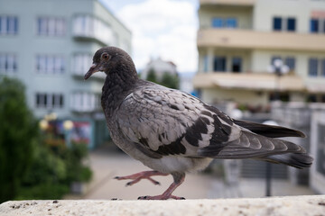 Pigeons in the town. Slovakia