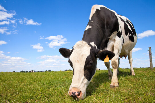 Vache Prim'Holstein en campagne © Thierry RYO