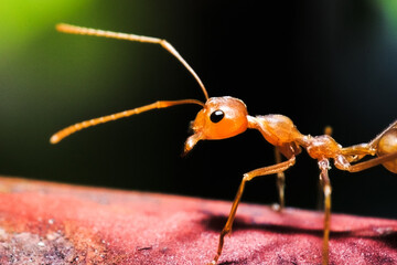 A macro shot of an ant
