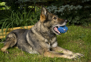 German Shepherd dog playing. Slovakia