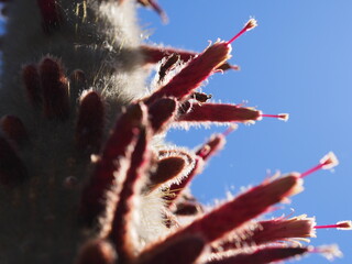 A cactus before it is about to bloom or with latent Buds