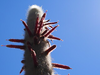 A cactus before it is about to bloom or with latent Buds