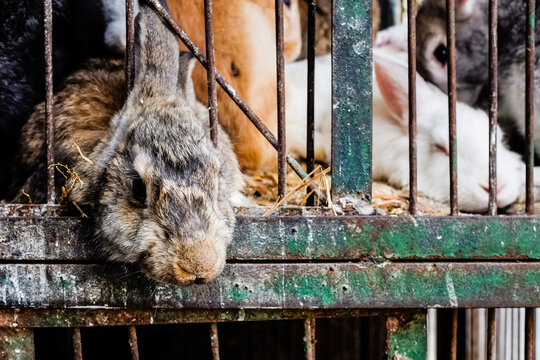 Caged rabbits ready to slaughter in Cairo - Egypt