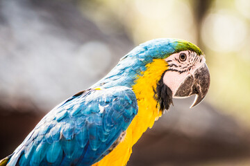 A close up shot of a beautiful parrot