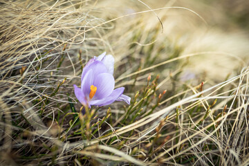 Purple crocus in the grass