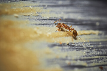 A macro shot of red imported fire ants eating peanut butter