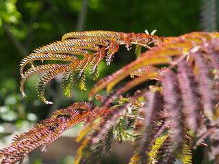 A branch reaching out focus on the background