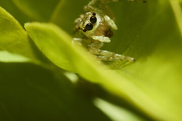 A macro shot of a white jumping spider on a leaf