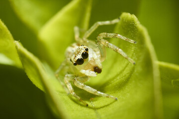 A macro shot of a white jumping spider on a leaf