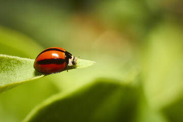 A macro shot of a tiny ladybug on a leaf