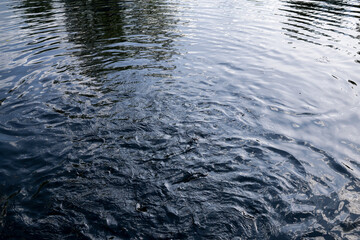 Salmon fish and waves on lake. Slovakia