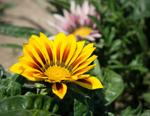Yellow flower in nature. Slovakia