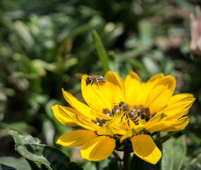 Bees on a flower. Slovakia