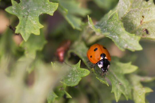 Ladybug in their natural environment.