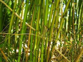 Natural Bamboo on a warm summer day