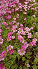 Fototapeta na wymiar Many little pink flowers called similar to flower of sun in spring in Lithuania 