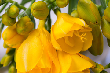 yellow freesia flowers