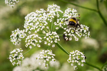 Bumblebee on white flower. Slovakia