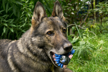 German Shepherd dog playing. Slovakia
