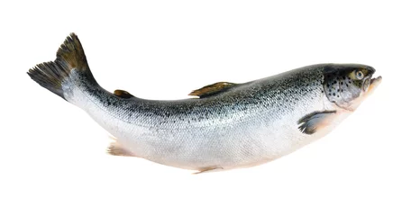 Photo sur Plexiglas Poisson Poisson saumon isolé sur blanc sans ombre