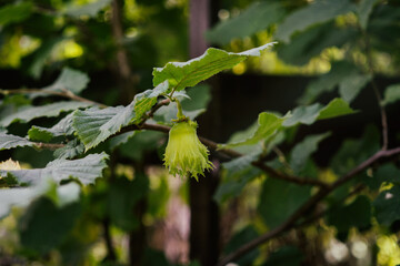 Hazelnut on the tree. Slovakia