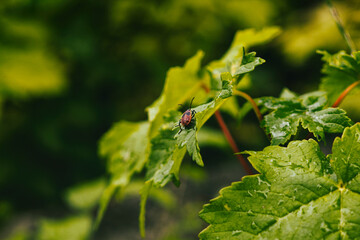 Ladybug on a plant. Slovakia
