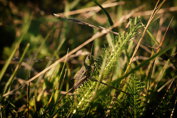 Grasshopper in the grass. Slovakia