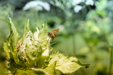 Butterfly on grass. Slovakia