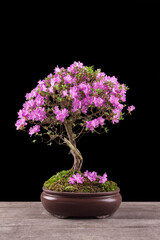 Bonsai Azalea japonica on a black background