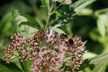 Flies on the flower. Slovakia