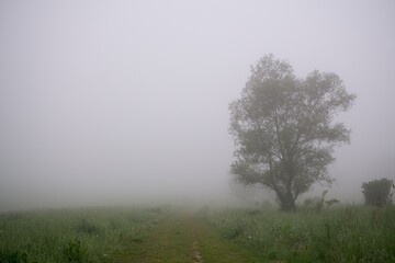 Fototapeta na wymiar Tree in the fog over the meadow with view. Slovakia